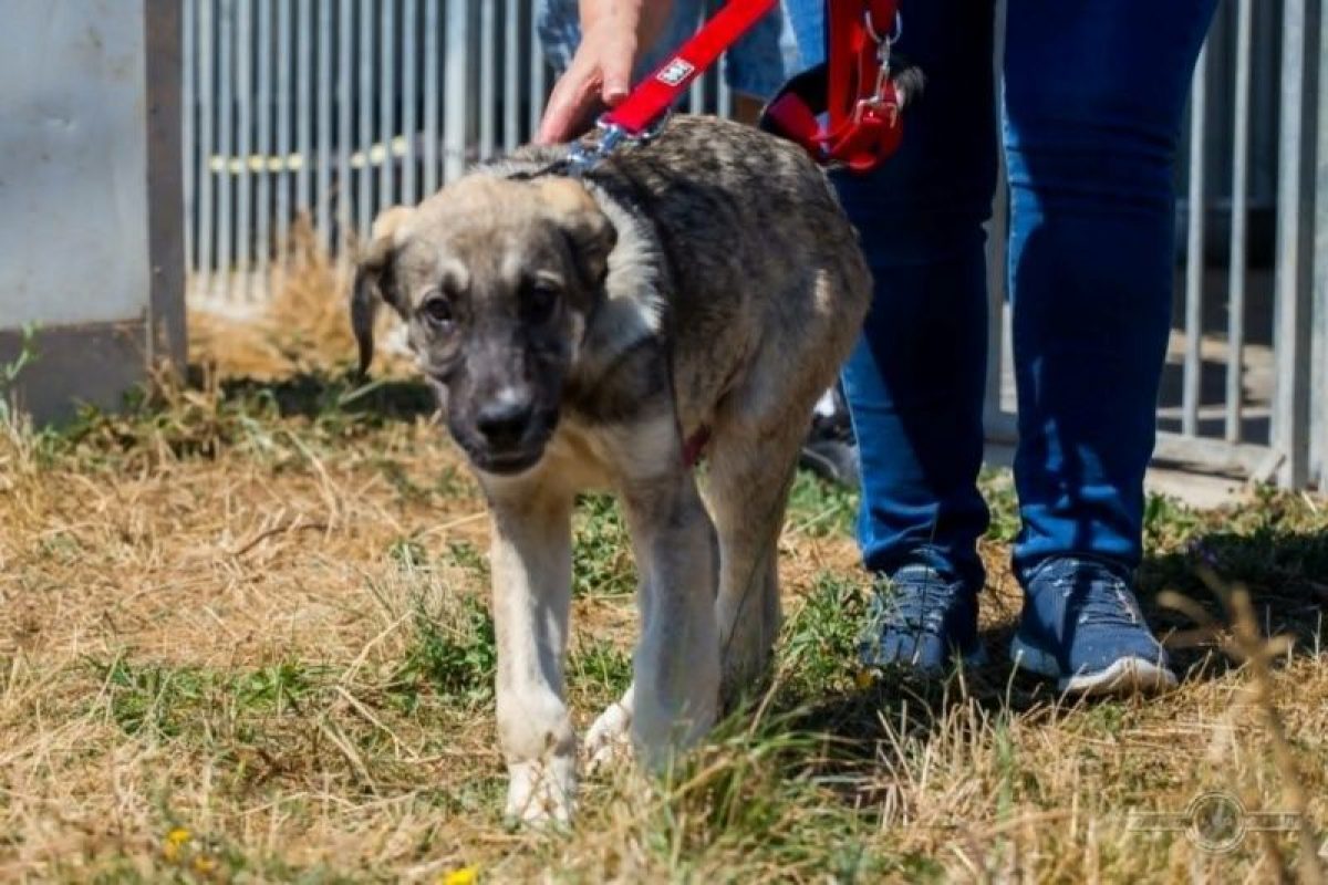benji - Chien à adopter - photo 4