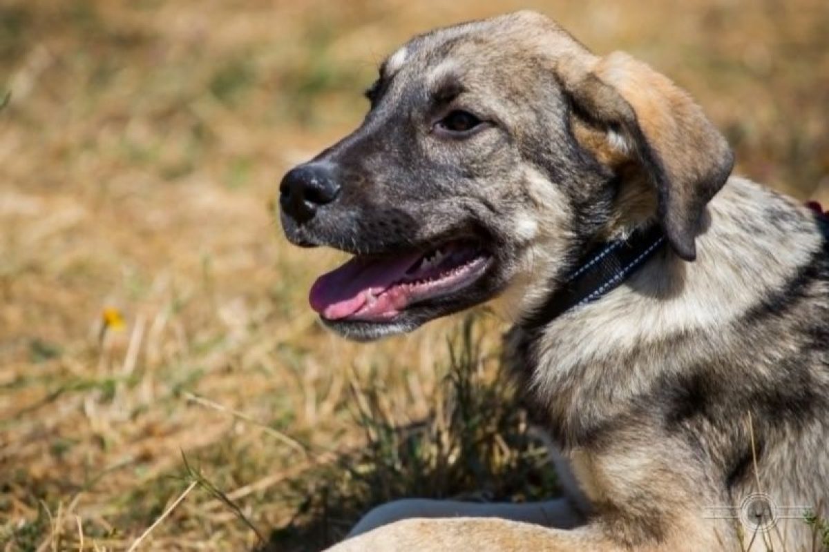 benji - Chien à adopter - photo 6