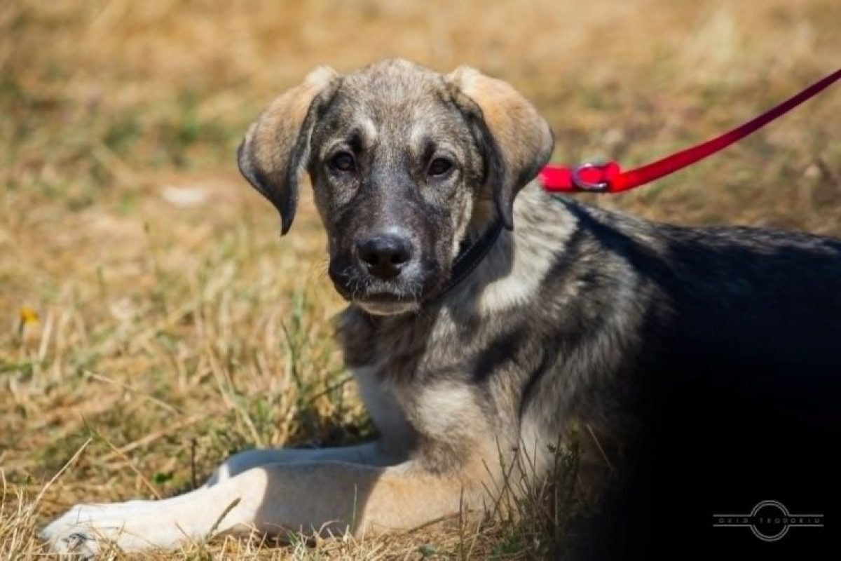 benji - Chien à adopter - photo 5