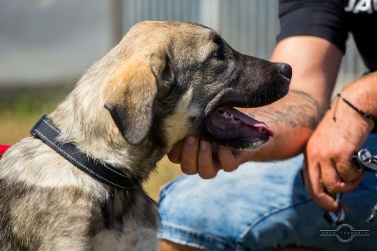 benji - Chien à adopter - photo 2