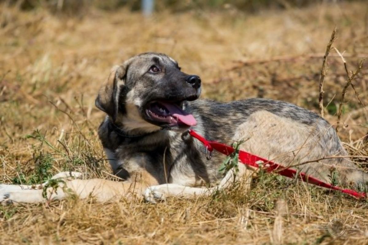 benji - Chien à adopter