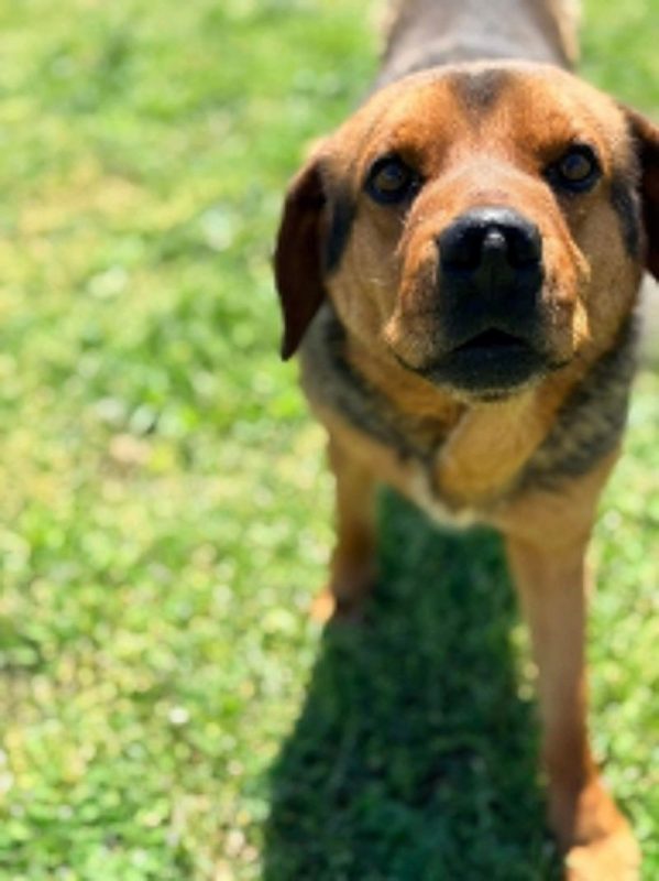 pako - Chien à adopter - photo 2