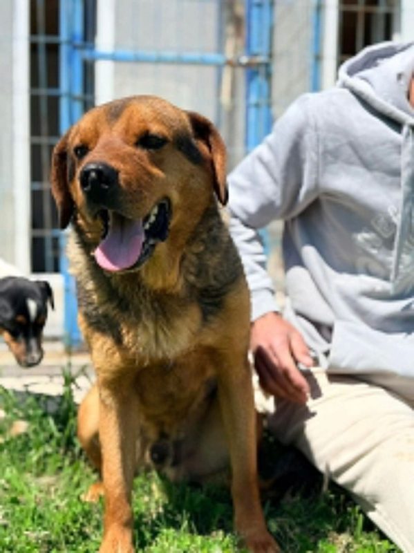 pako - Chien à adopter - photo 4