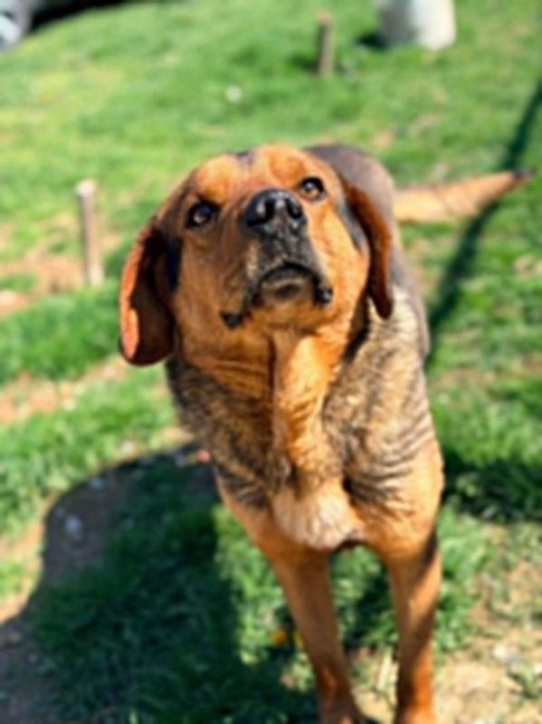 pako - Chien à adopter - photo 3