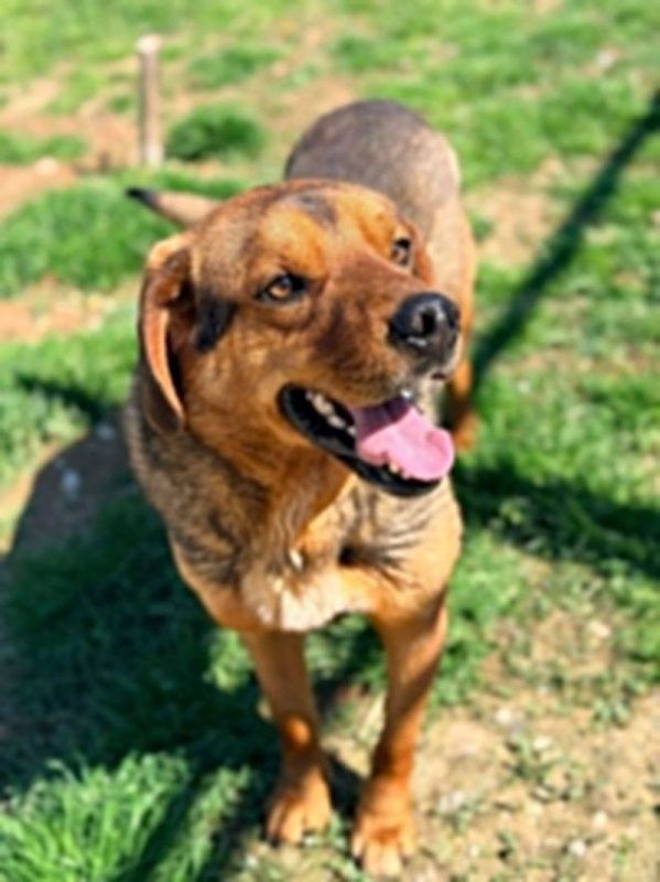 pako - Chien à adopter