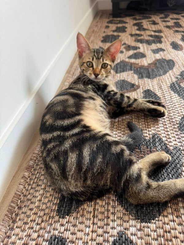 Gumble - Chat à adopter