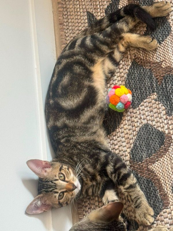Gumble - Chat à adopter - photo 2