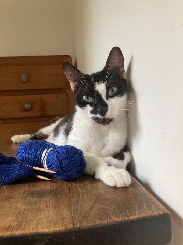 Juliette - Chat à adopter - photo 3