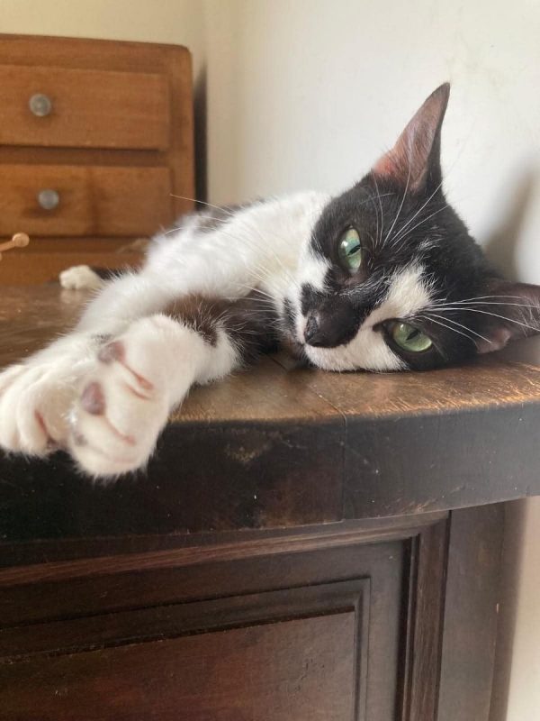 Juliette - Chat à adopter - photo 4