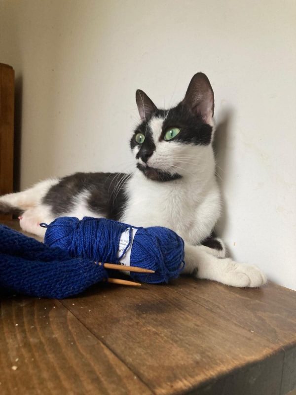 Juliette - Chat à adopter