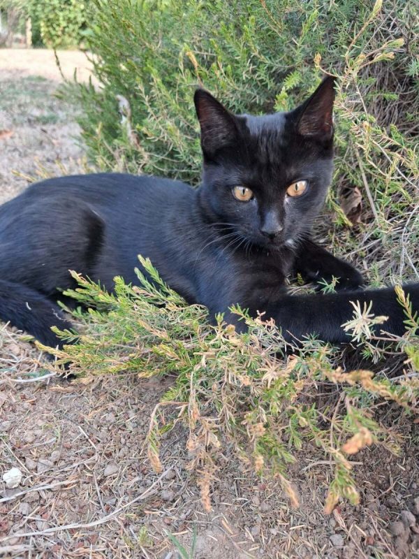 SPOT - Chat Européen à adopter
