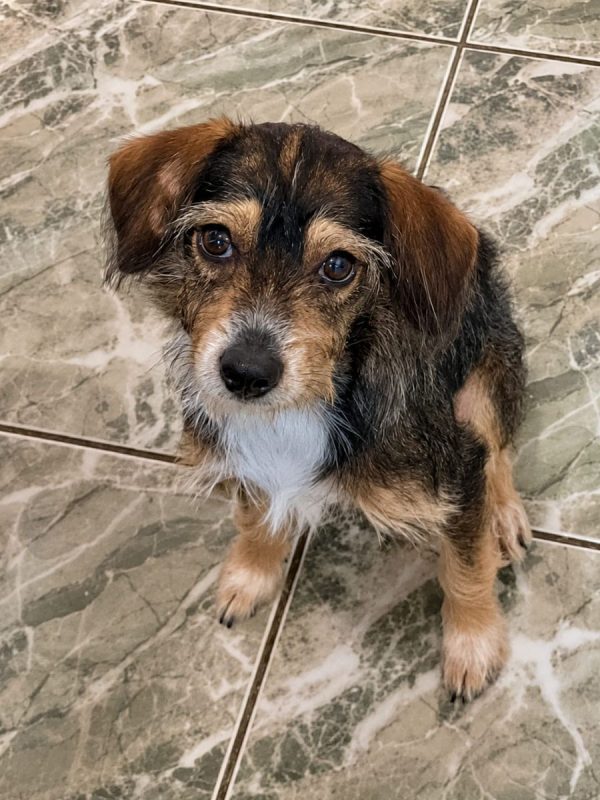 LYKO - Chien à adopter - photo 3