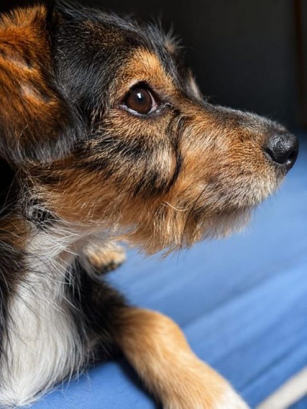 LYKO - Chien à adopter - photo 6