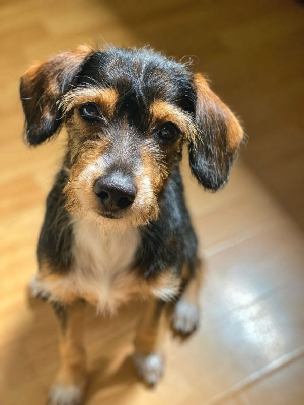 LYKO - Chien à adopter