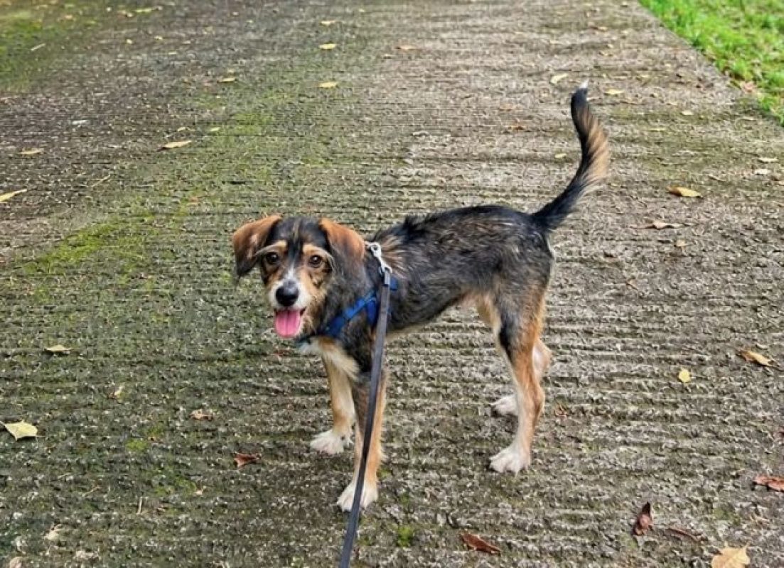 LYKO - Chien à adopter - photo 7