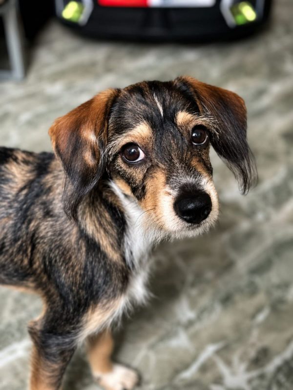 LYKO - Chien à adopter - photo 5