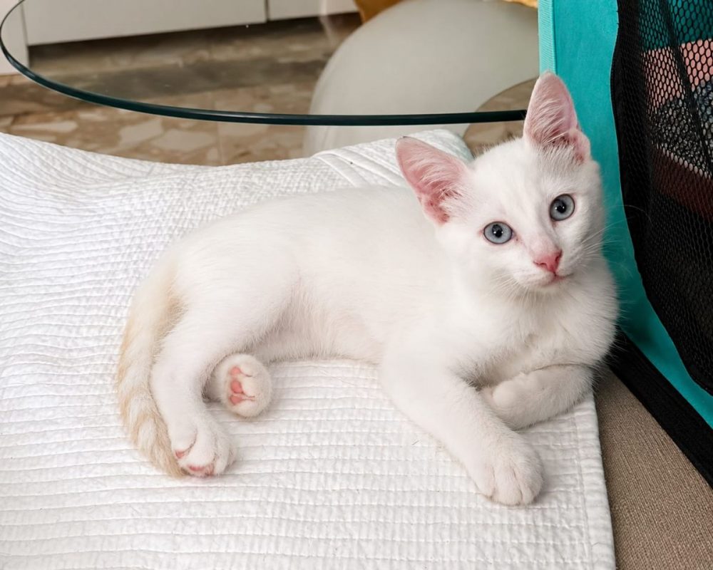 NEIGE - Chat à adopter - photo 2