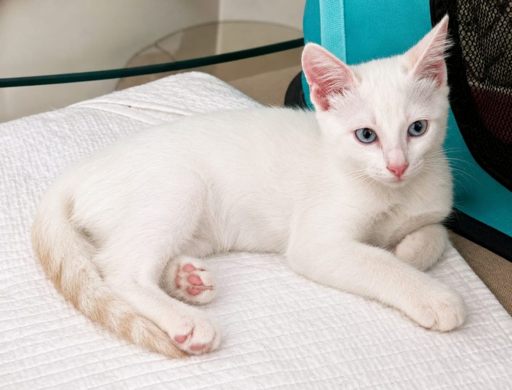 NEIGE - Chat à adopter - photo 6