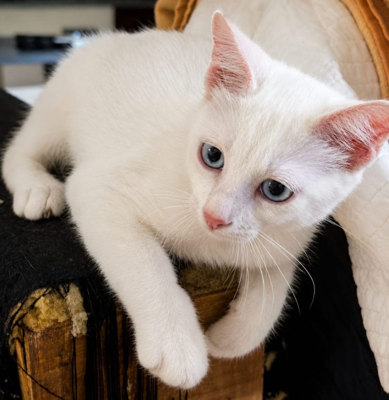 NEIGE - Chat à adopter - photo 4