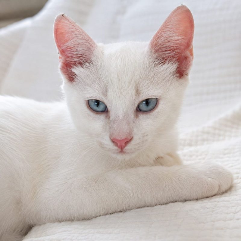 NEIGE - Chat à adopter - photo 3
