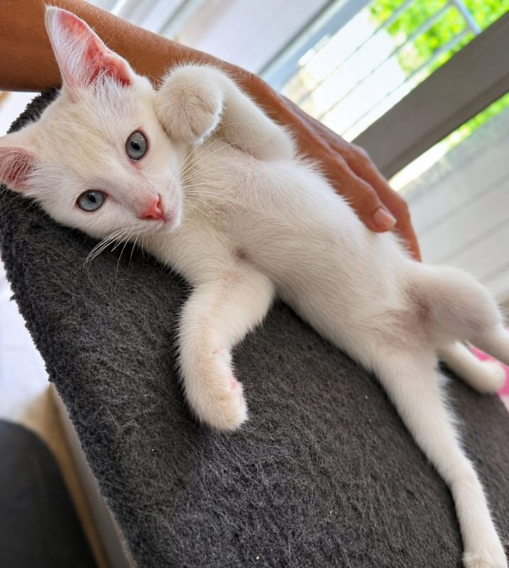 NEIGE - Chat à adopter - photo 5