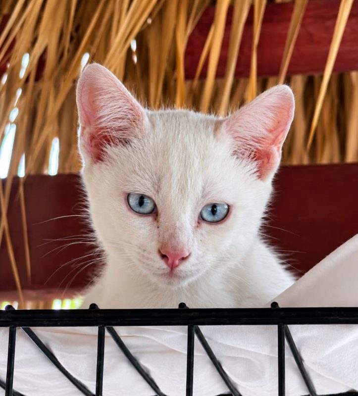 NEIGE - Chat à adopter