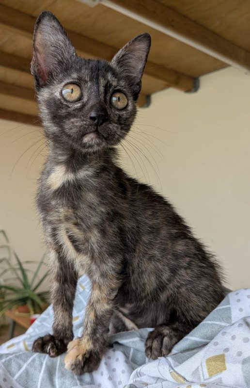Kaline - Chat à adopter - photo 2