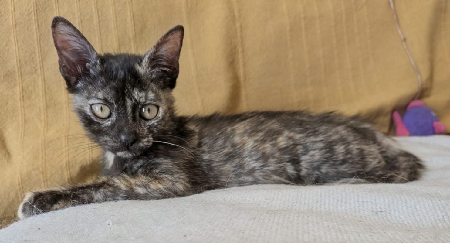 Kaline - Chat à adopter - photo 4