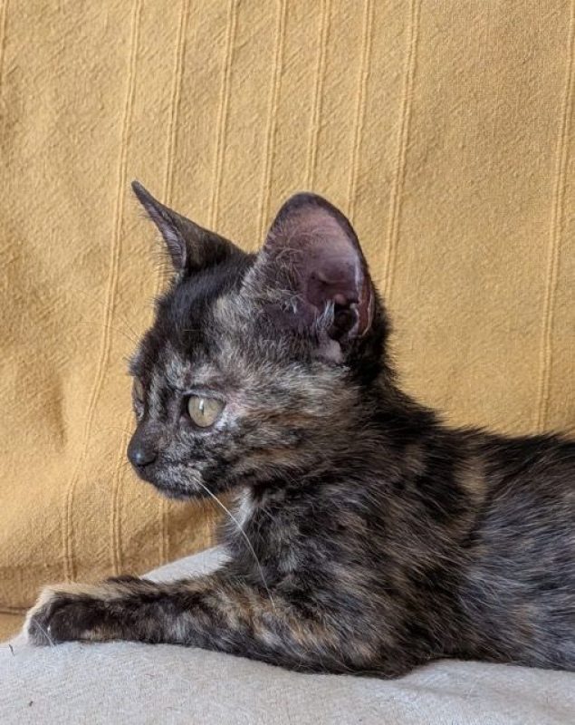 Kaline - Chat à adopter - photo 6