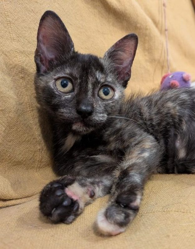 Kaline - Chat à adopter