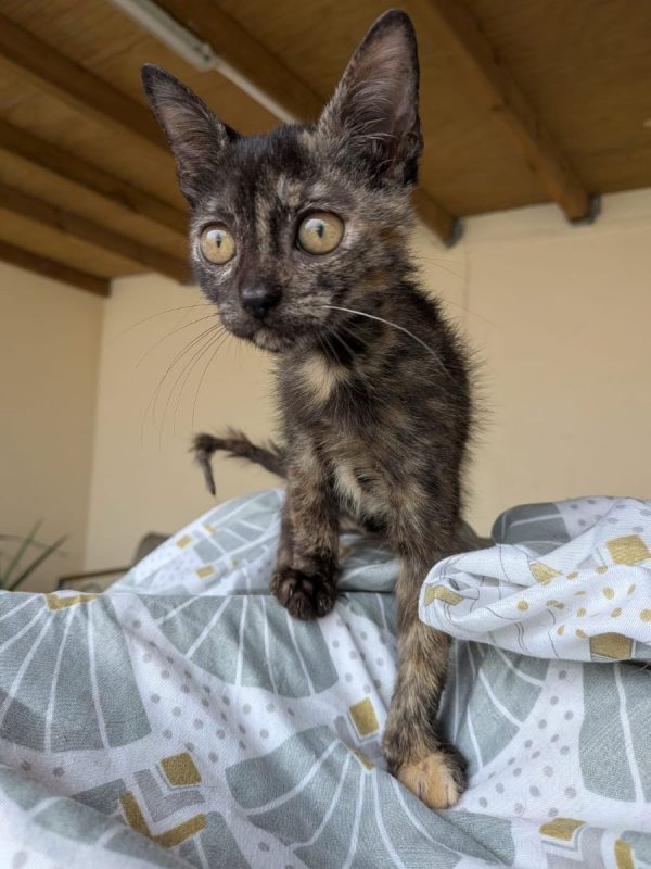 Kaline - Chat à adopter - photo 7