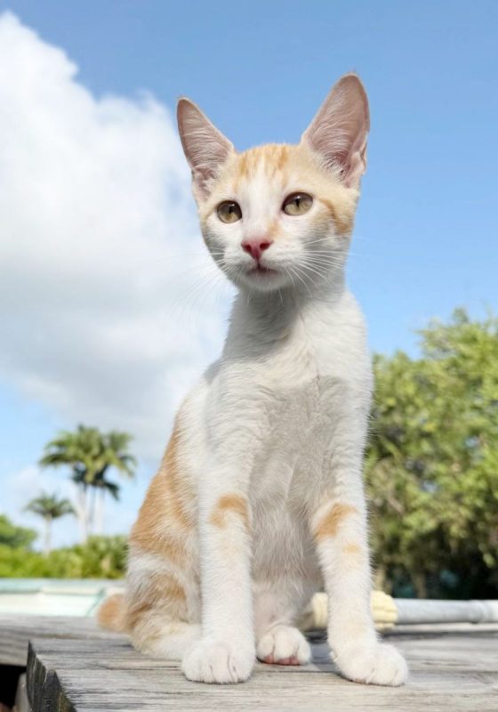 TINOU - Chat à adopter