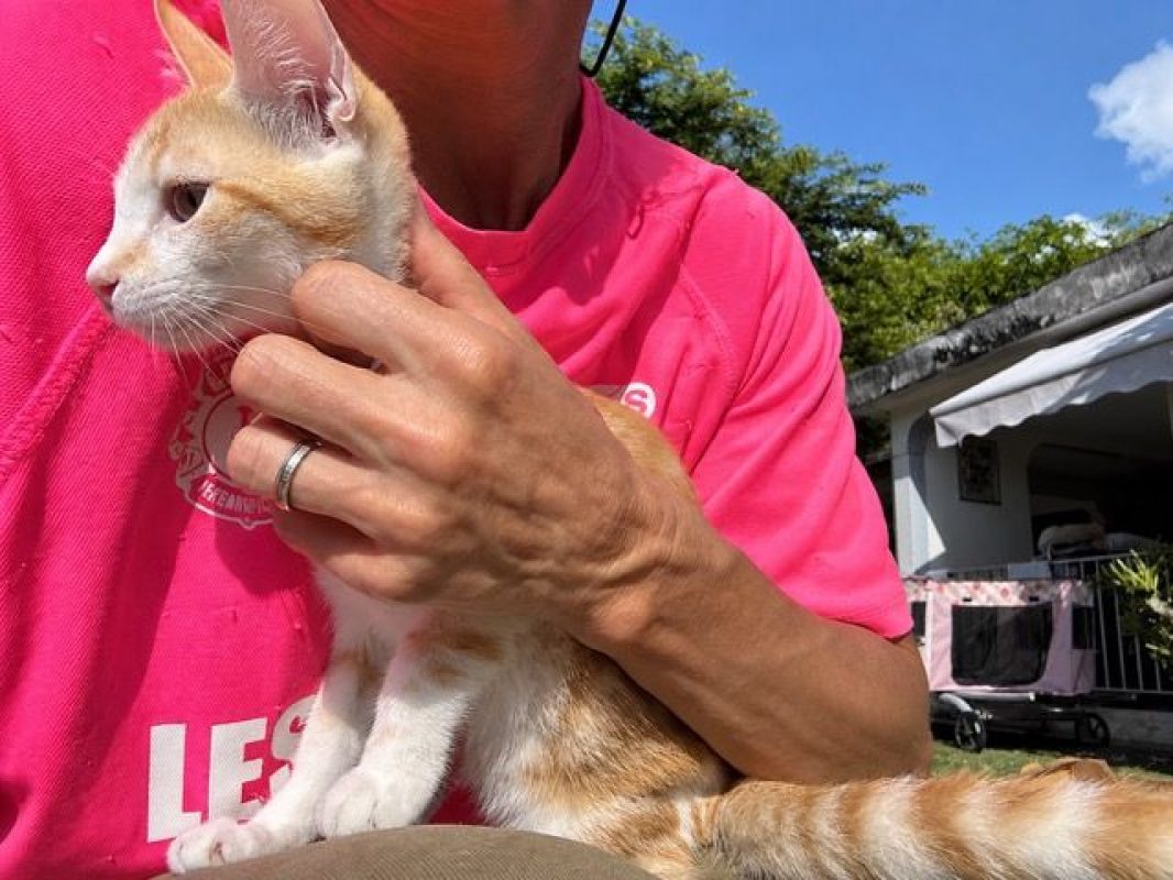 TINOU - Chat à adopter - photo 4