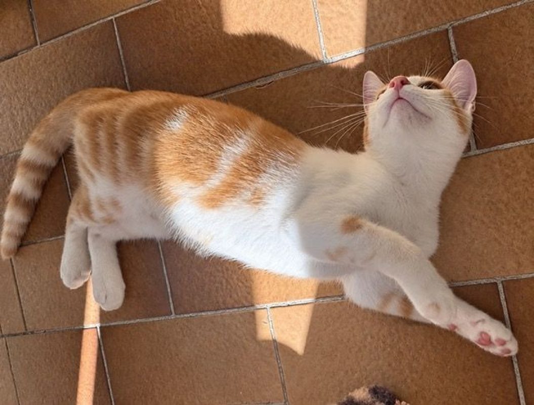 TINOU - Chat à adopter - photo 5