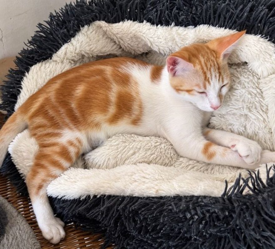 TINOU - Chat à adopter - photo 2