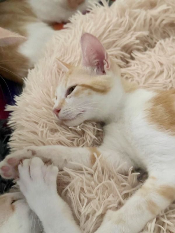 TINOU - Chat à adopter - photo 8