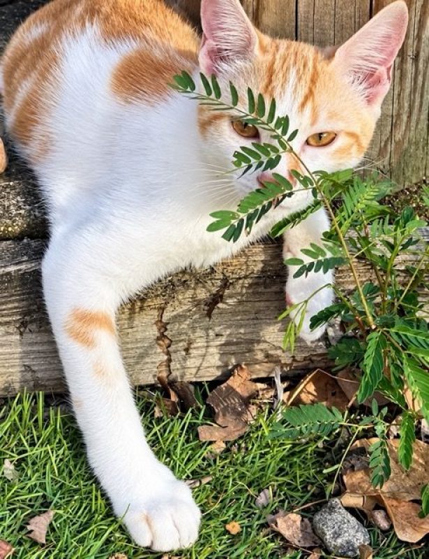 TINOU - Chat à adopter - photo 3