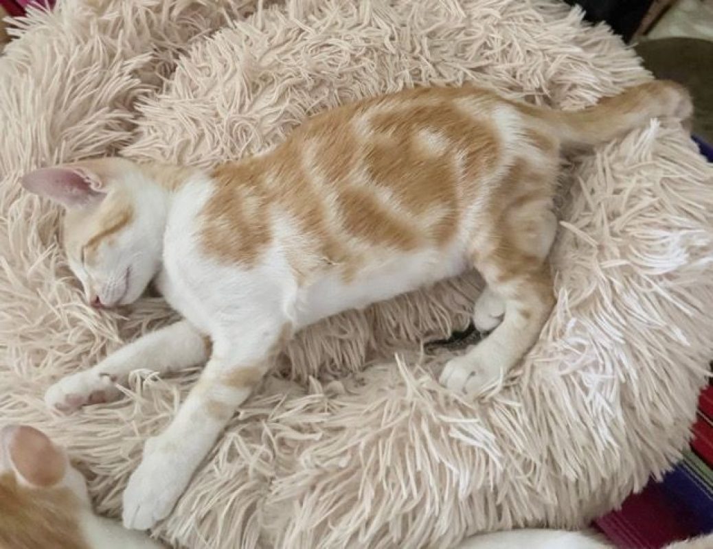 TINOU - Chat à adopter - photo 4