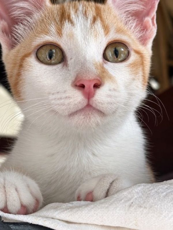 TINOU - Chat à adopter
