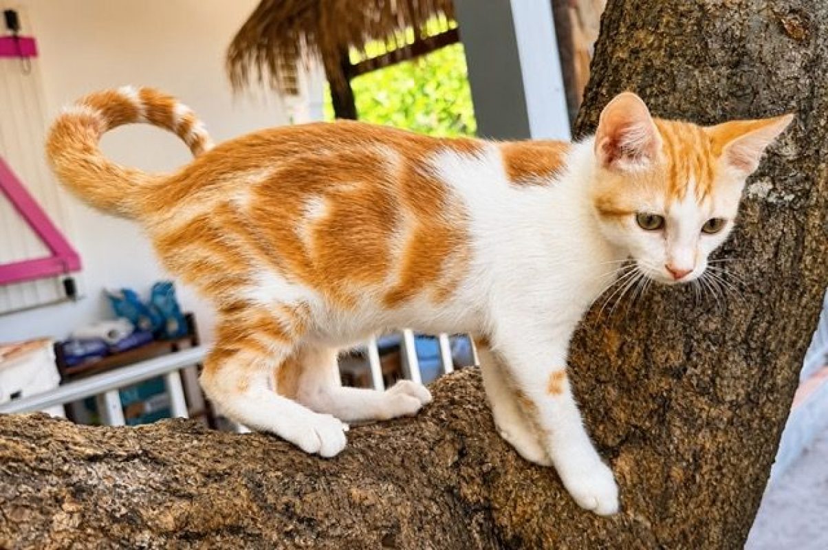 TINOU - Chat à adopter - photo 7