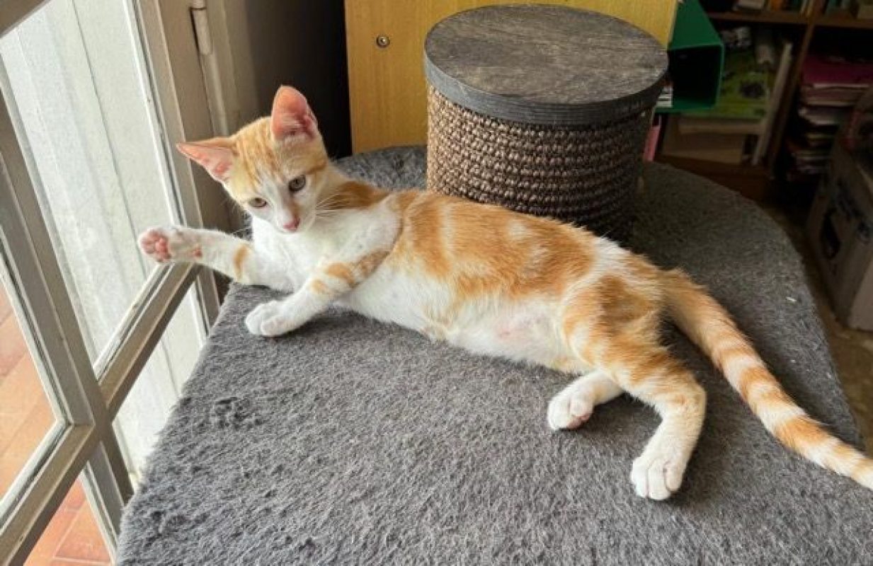 TINOU - Chat à adopter - photo 6