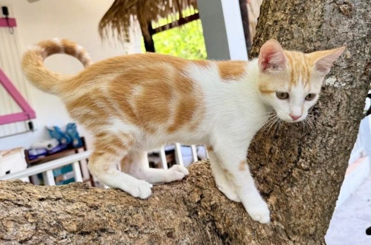 TINOU - Chat à adopter - photo 2