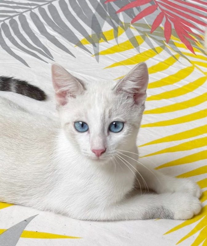 TINKY - Chat à adopter - photo 4