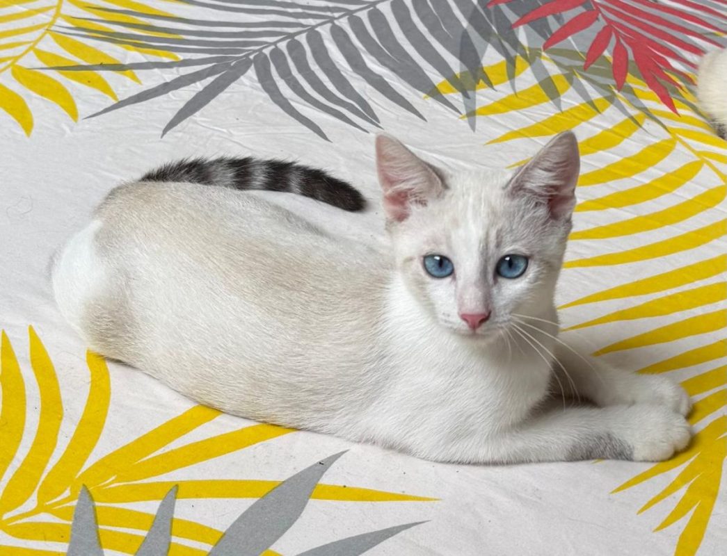 TINKY - Chat à adopter