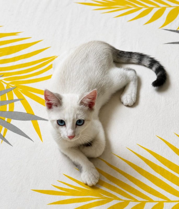 TINKY - Chat à adopter - photo 2