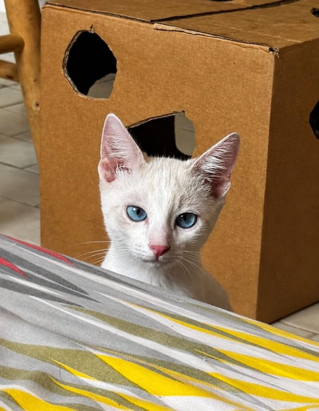 TINKY - Chat à adopter - photo 3