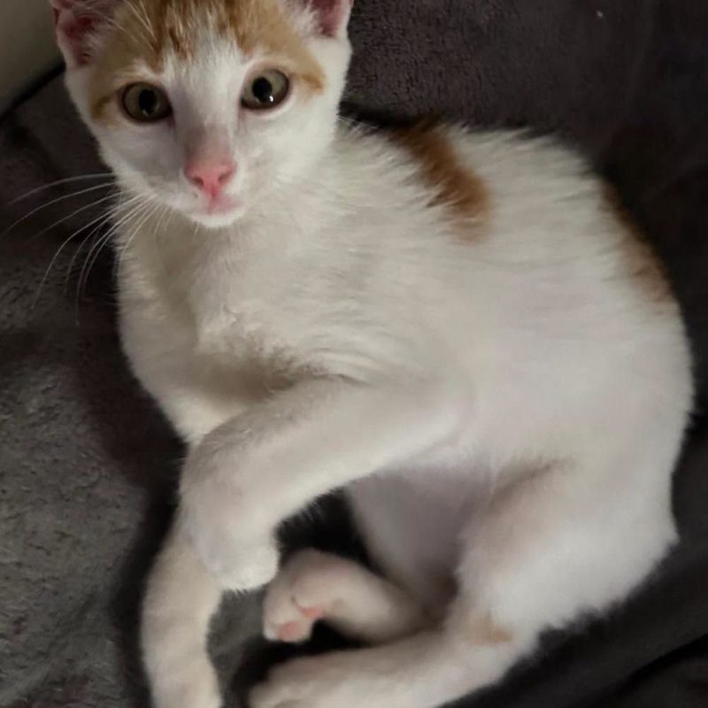 NOE - Chat Européen à adopter - photo 3