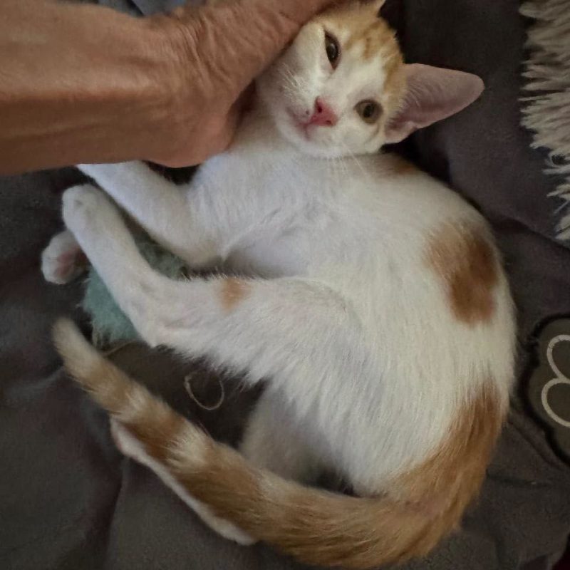 NOE - Chat Européen à adopter - photo 4