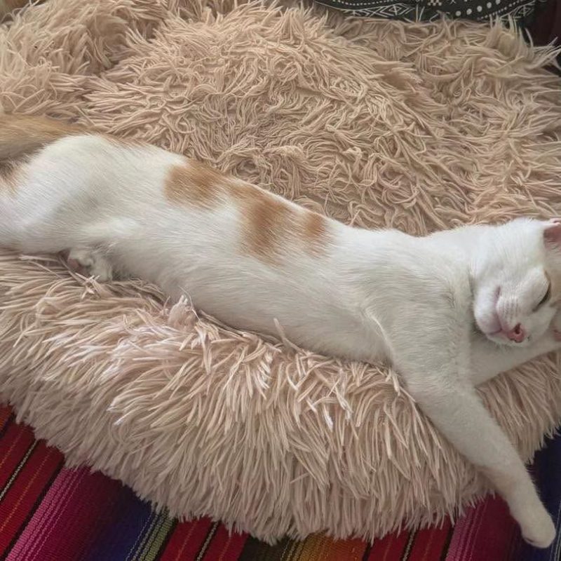 NOE - Chat Européen à adopter - photo 6