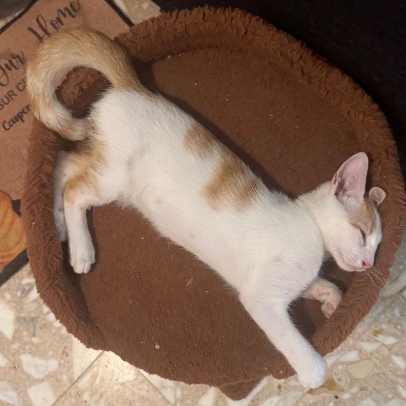 NOE - Chat Européen à adopter - photo 5